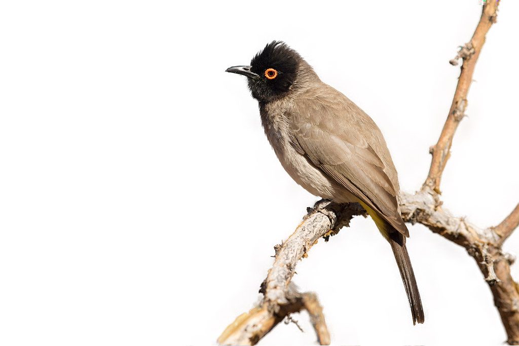 red-eyed-bulbul-tswalu-game-reserve-south-africa-14-june-2015-15