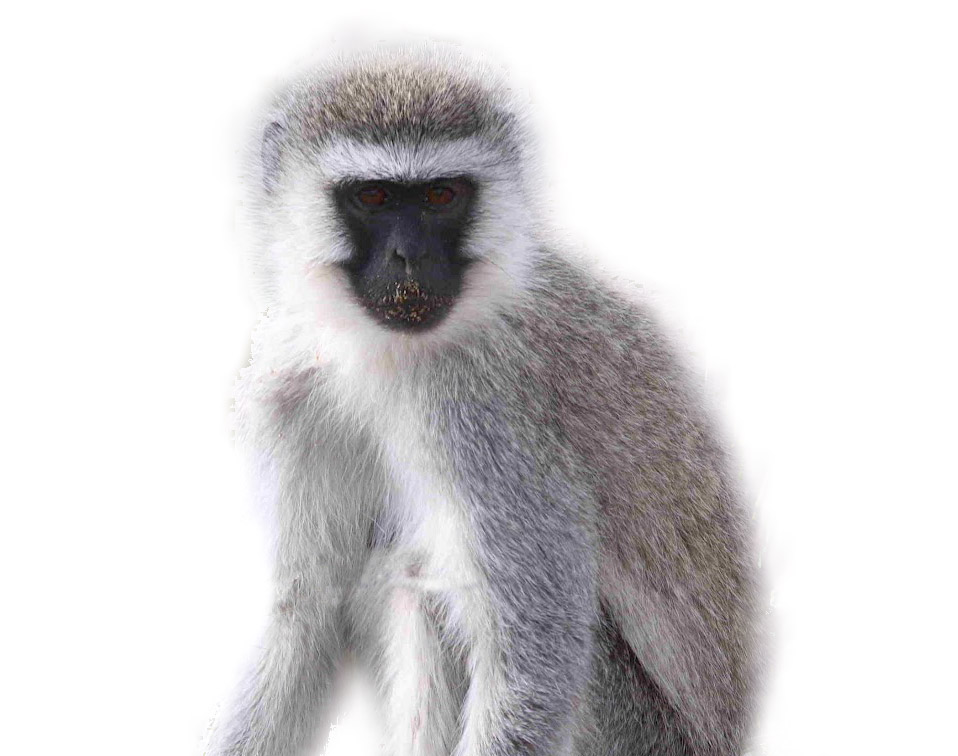 monkey3